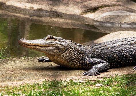 Alligator Behavior: Unveiling the Hunting Strategies of Apex Predators