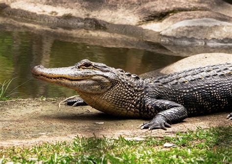 Alligator Behavior Unveiling the Hunting Strategies of Apex Predators