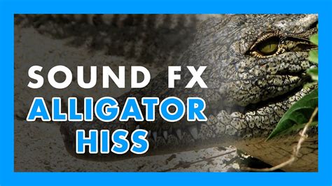 Alligator Communication Understanding the Vocalizations and Body Language of Alligators