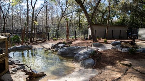 Alligator Exhibit