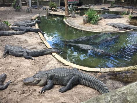 Alligator Farm