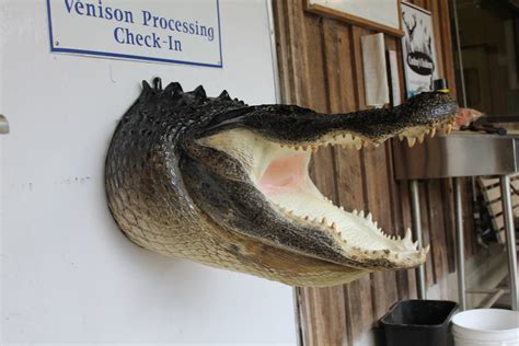 Alligator head head wall mount......V767.... Wall mount, Alligator, Head head