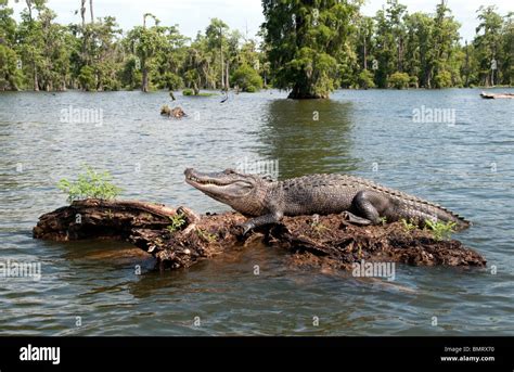 Alligators in Swamp