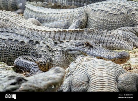 Alligators in swamp