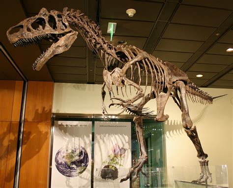 Allosaurus skeleton