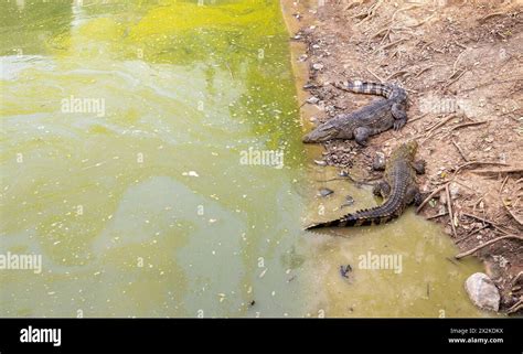 Allure of Crocodiles