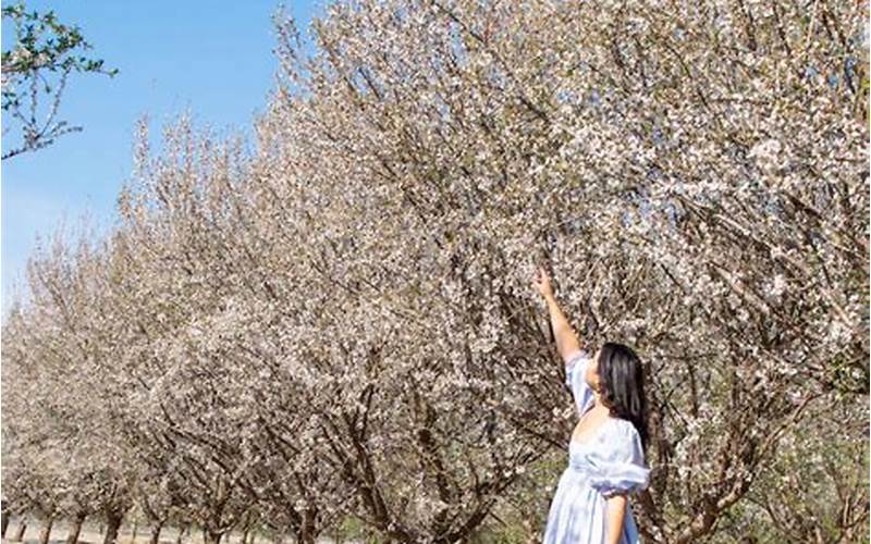 Almond Blossom Bakersfield 2023: A Spectacular Sight to Behold