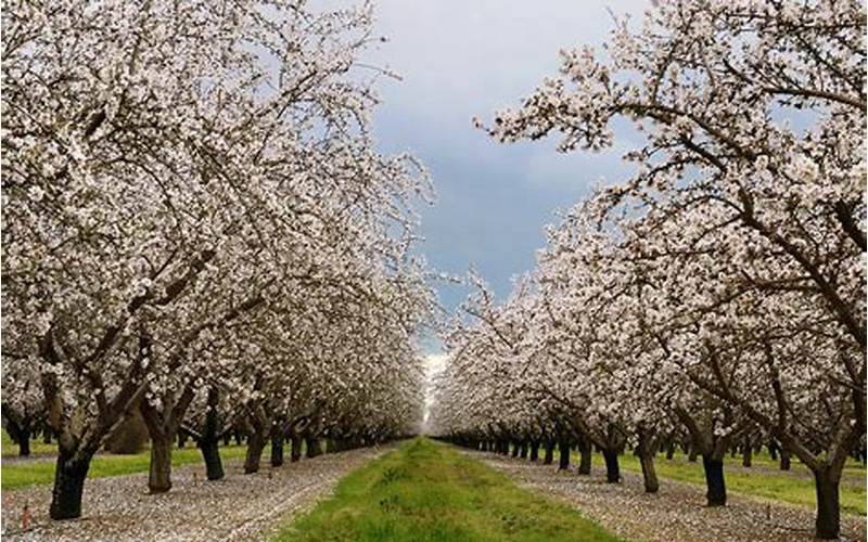 Almond Blossom Locations
