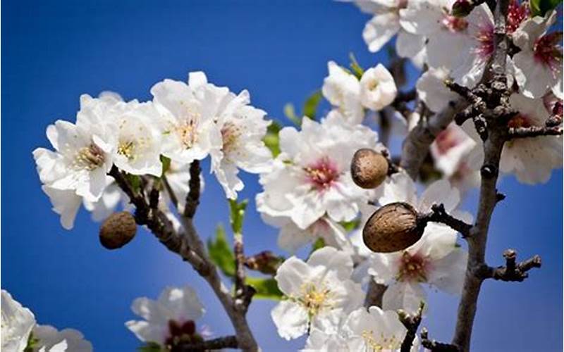 Almond Blossom Season