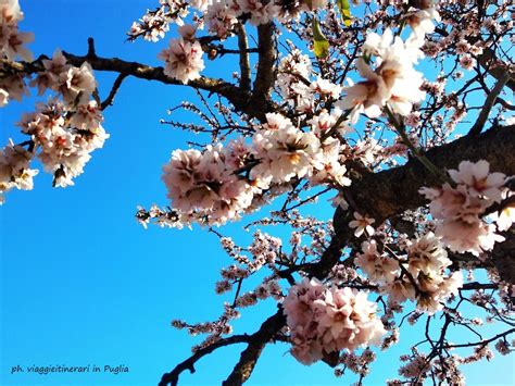 Almond Groves in Puglia