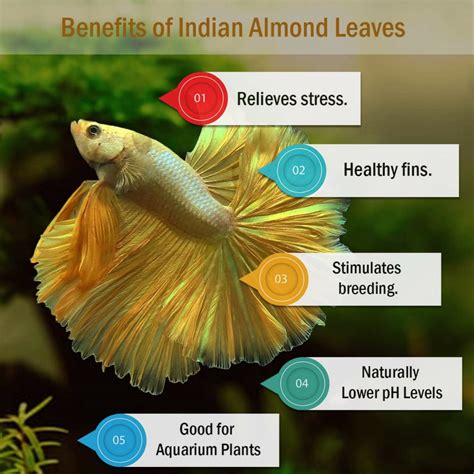 Almond Leaf For Betta