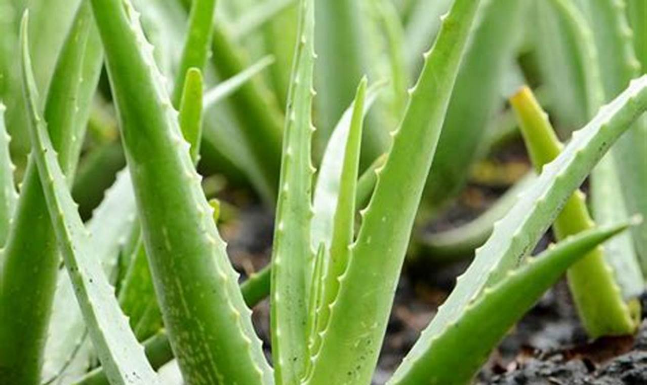 Aloe Vera Plant For Sale