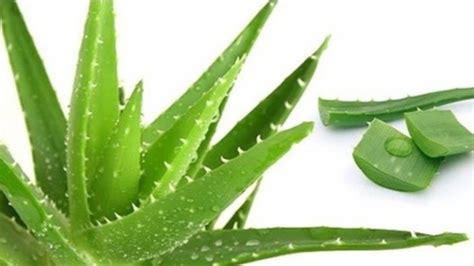 Manfaat Herbalife Aloe Vera untuk Asam Lambung