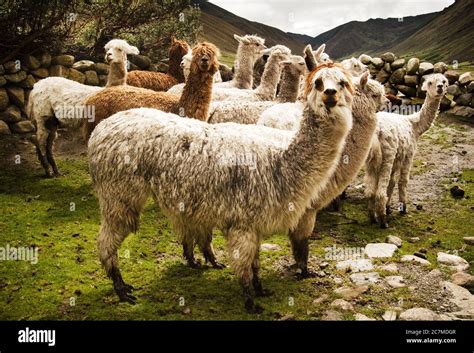 Alpaca Andes Mountains Peru