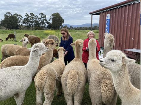 Alpaca Farm Education
