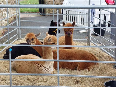 Alpaca Farm Shropshire