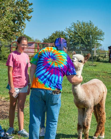 Alpaca Interaction
