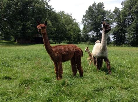 Alpaca Pasture Dining Options