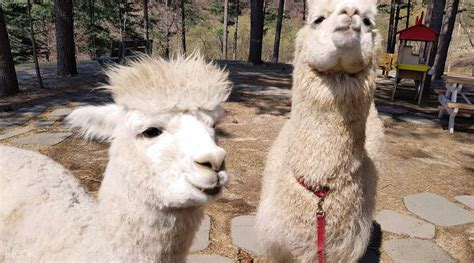 Alpaca Pasture Family Fun