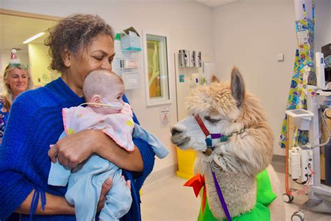 Alpaca Therapy & Creativity: Detailed Review & Recommendations