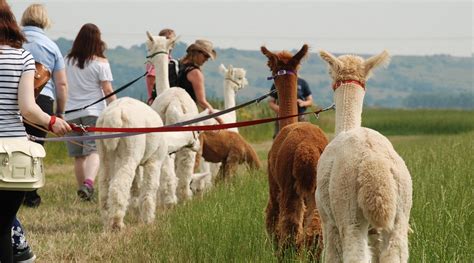 Alpaca Trekking