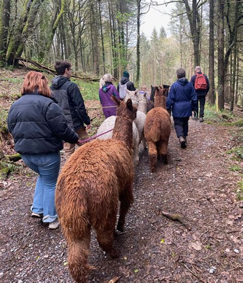 Alpaca Trekking Buddies