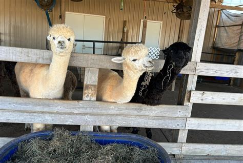 Alpaca farm