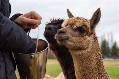 Alpaca feeding