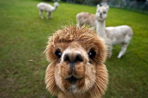 Alpaca selfie