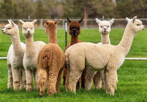 Alpacas