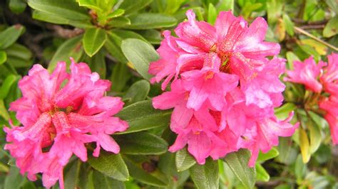 Der Himmelsherold Eritrichium nanum, auch König der Alpenpflanzen... Foto & Bild schweiz