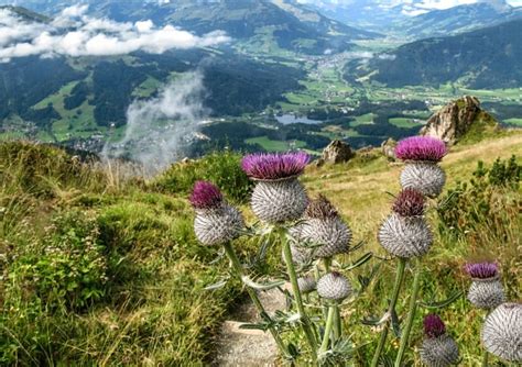 Alpine flowers Austria