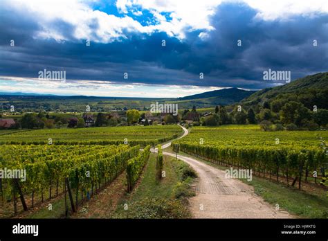 Alsace Vineyards
