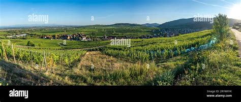 Alsatian Vineyard View