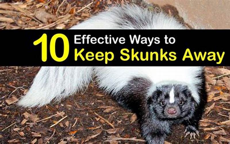 Alternative Methods To Keep Skunks Away