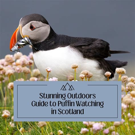 Alternative Puffin Watching Spots