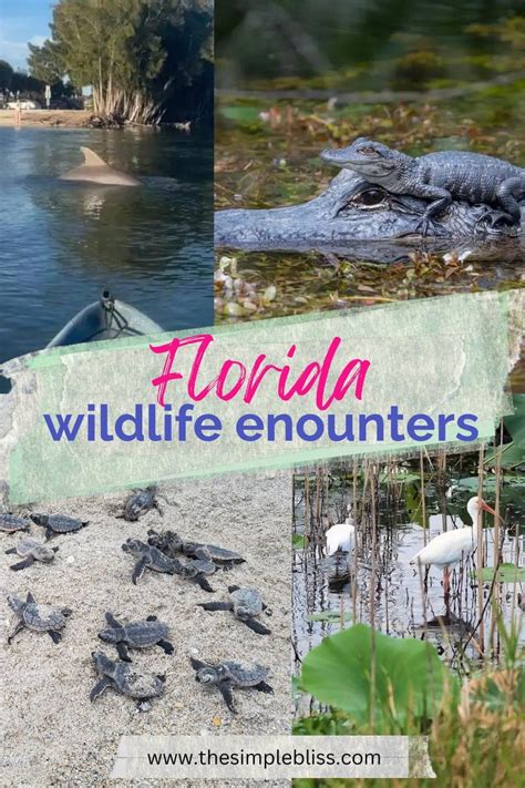 Alternative Wildlife Encounters