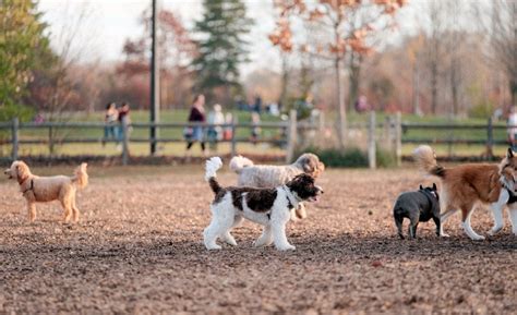 5 Sensational Alternatives To Dog Parks That Will Make Your Pup Jump for Joy