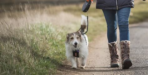 Alternatives to Rehoming