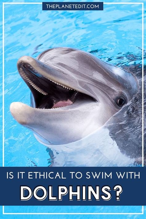Alternatives to Swim With Dolphins