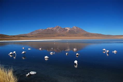 Altiplano Lagoons