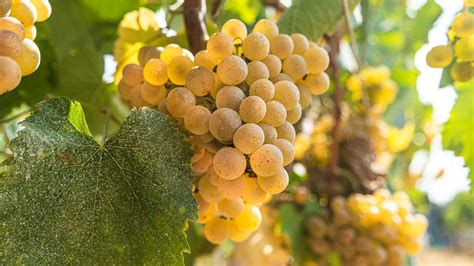 Alvarinho grapes