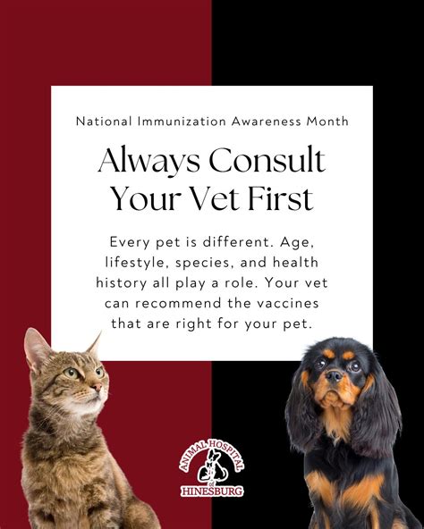 Always Consult Your Vet First