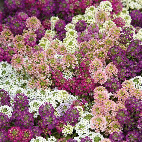 Alyssum Easter Bonnet