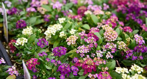 Alyssum Easter Bonnet Mix