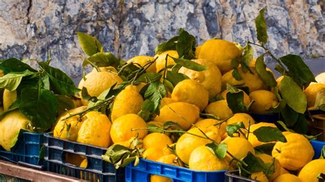 Amalfi Coast lemons