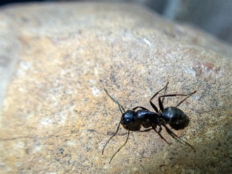 Amankah Menggunakan Black Ant?
