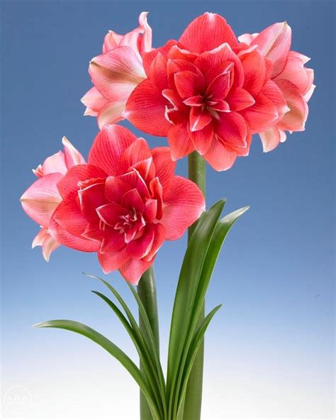 Amaryllis Double Dream: A Blooming Delight for Your Garden