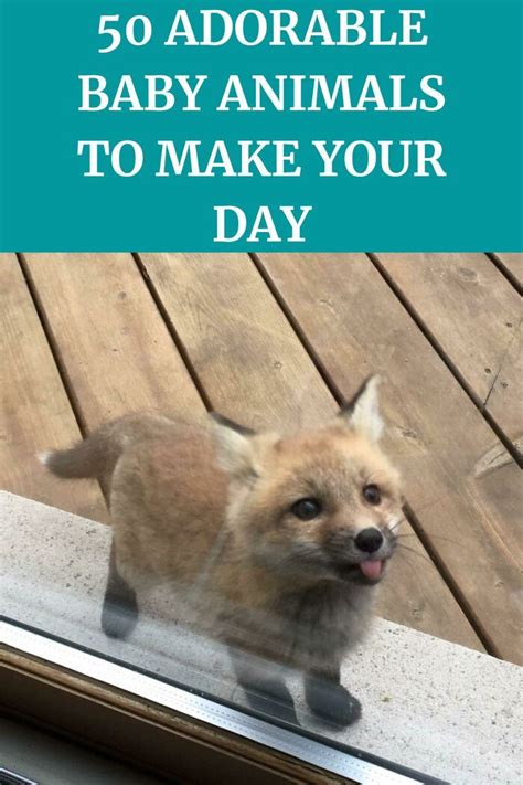 Amazing 58 Adorable Animals Help Get Day