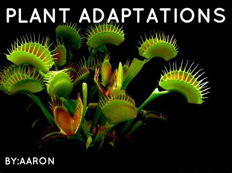 Plant Adaptations